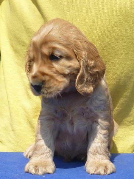 21. Glen pod Ořechem-tm. zelená.JPG